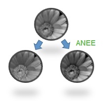 Adaptive Nonlinear Edge Enhancement (ANEE) - Traditional linear edge enhancement algorithms simply filter image data, but this amplifies noise, thereby reducing the S/N ratio. ANEE uses a unique two stage process to enhance only edges and leave uniform regions with their original data quality. The result is better defined edges without loss of detail.
